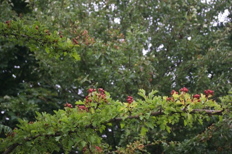 Hawthorn berries